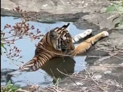 The IAS Officer Shares A Video Of A Tiger And A Tigress Chilling In The Jungle Stream In Order To Beat The Heat