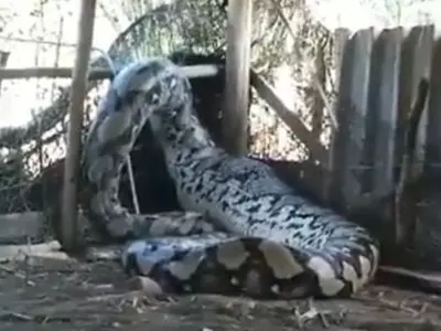 The Struggle Of A Giant Python Attempting To Break Free Goes Viral 