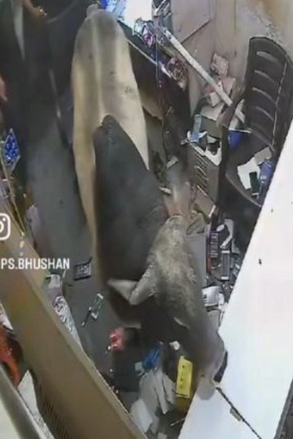 Viral Video: Bull Jumps Into A Mobile Shop Out Of Nowhere