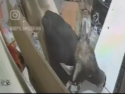 Viral Video Bull Jumps Into A Mobile Shop Out Of Nowhere