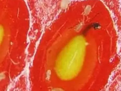 Viral Video Of Strawberry Under A Microscope Scars Netizens 