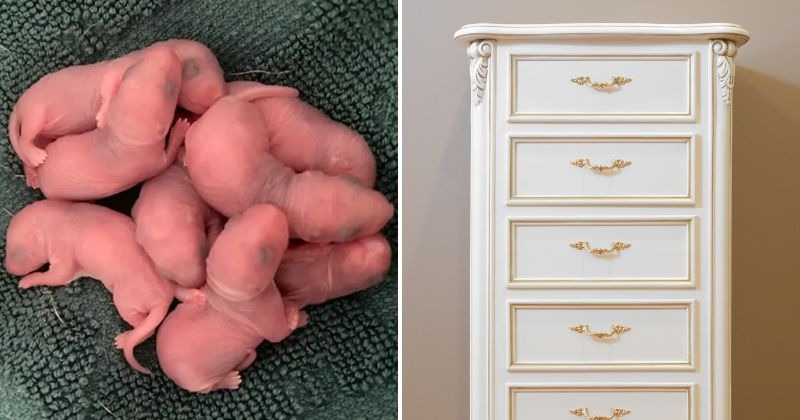 Woman Discovered 'strange Animal Babies' In Drawer