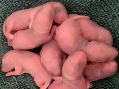 Woman Discovered 'Strange Animal Babies' In Drawer