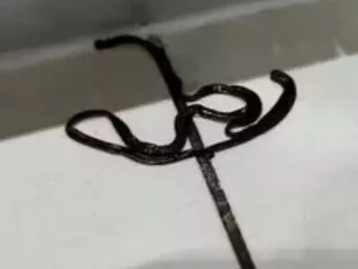 Woman Finds Creepy Black Slimy Object In Her Kitchen