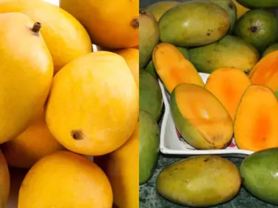Summer 2024: 5 Types Of Mangoes Available In India and Their Benefits 
