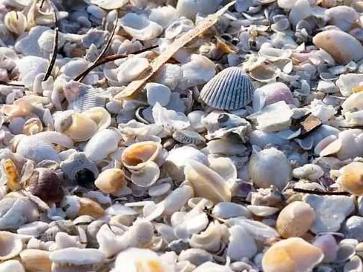 Spot The Fake Shell In This Optical Illusion In 17 Seconds