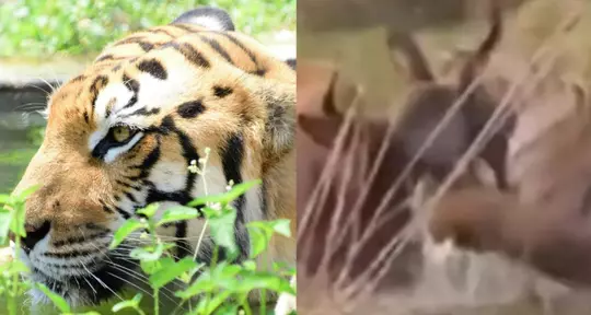 Viral Video: Brave Bison Saves Friend, Forces Tiger Into Retreat