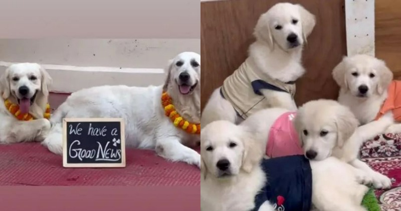 Pawsitively Adorable! Family Celebrates Doggy Couple's Baby Shower 