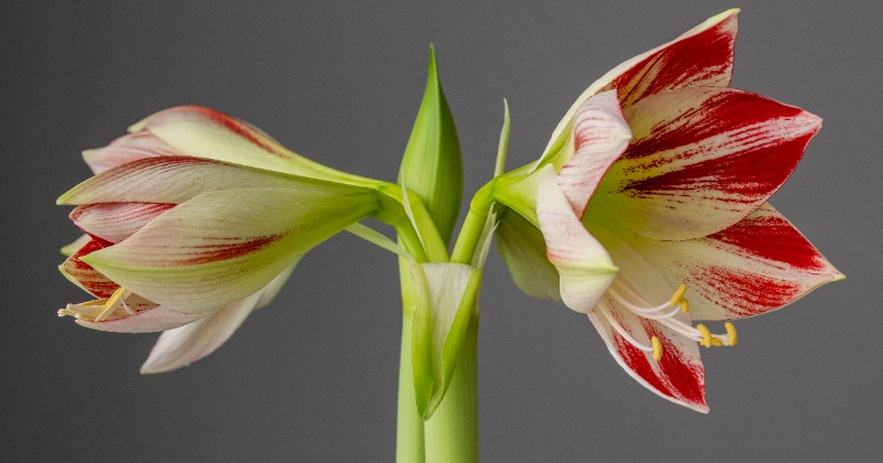 Step By Step Guide On How To Grow Amaryllis Flower Plant At Home