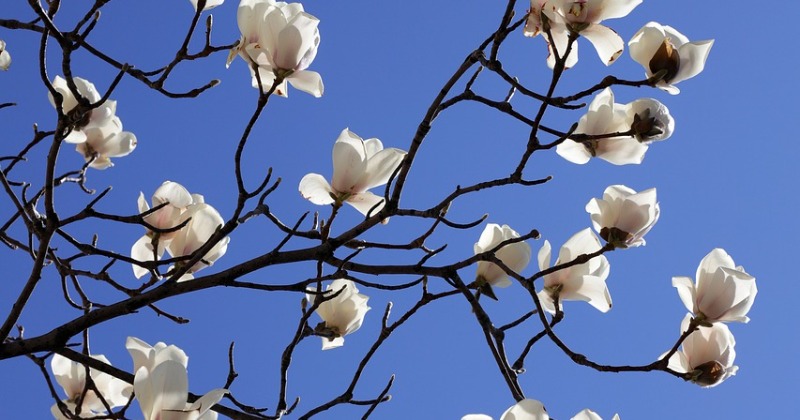 Step By Step Guide On How To Grow Mangolia Flower At Home
