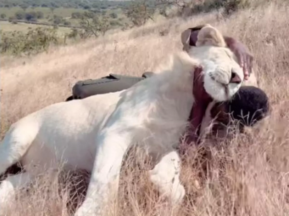 Man cuddles with a lioness in the most adorable way Man cuddles with a lioness in the most adorable way