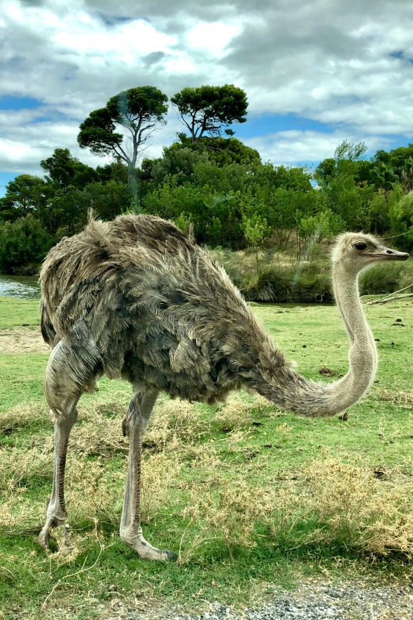 Ostrich