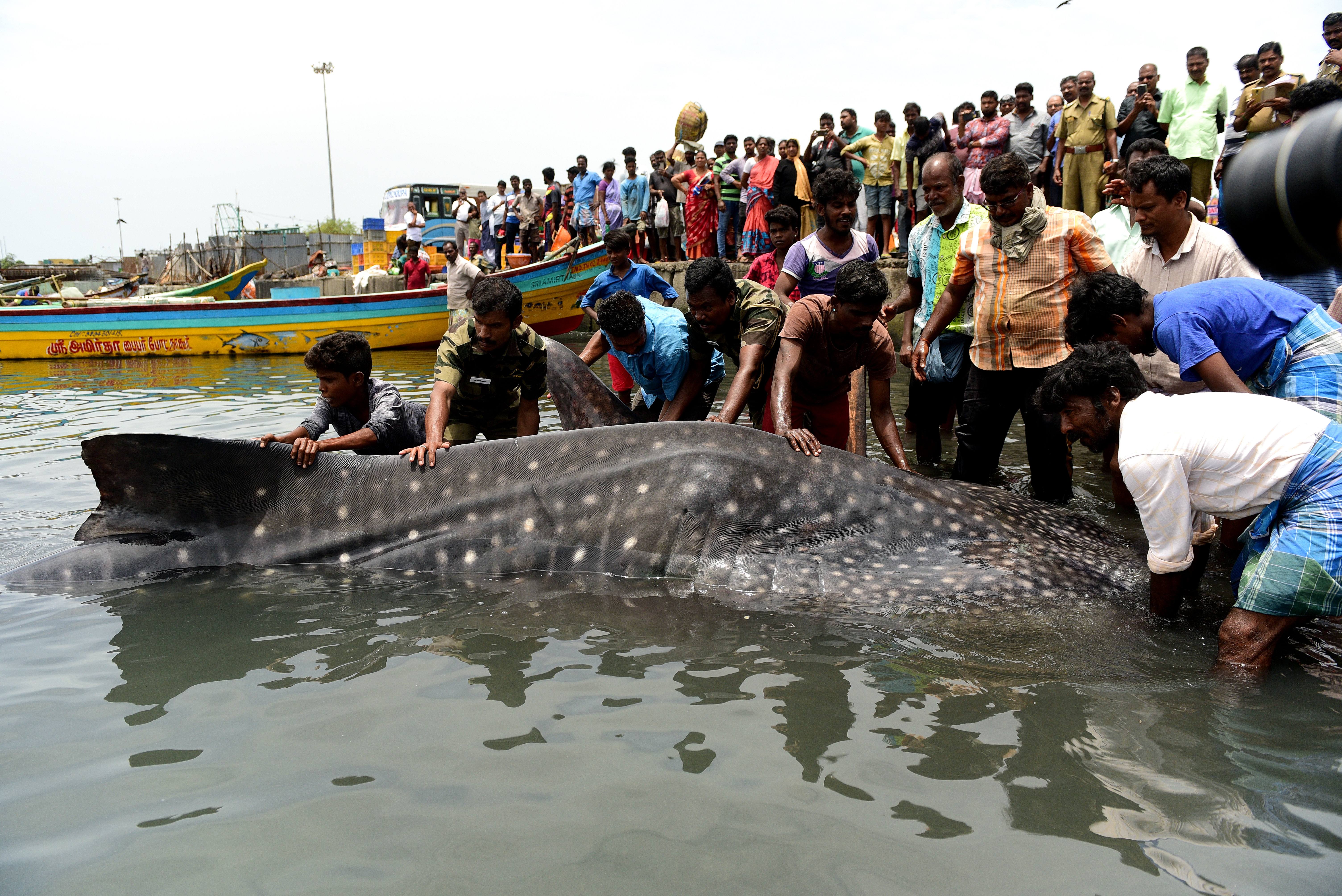 Massive Whale Shark Spotted With Thousands Of Teeth At Australia's K