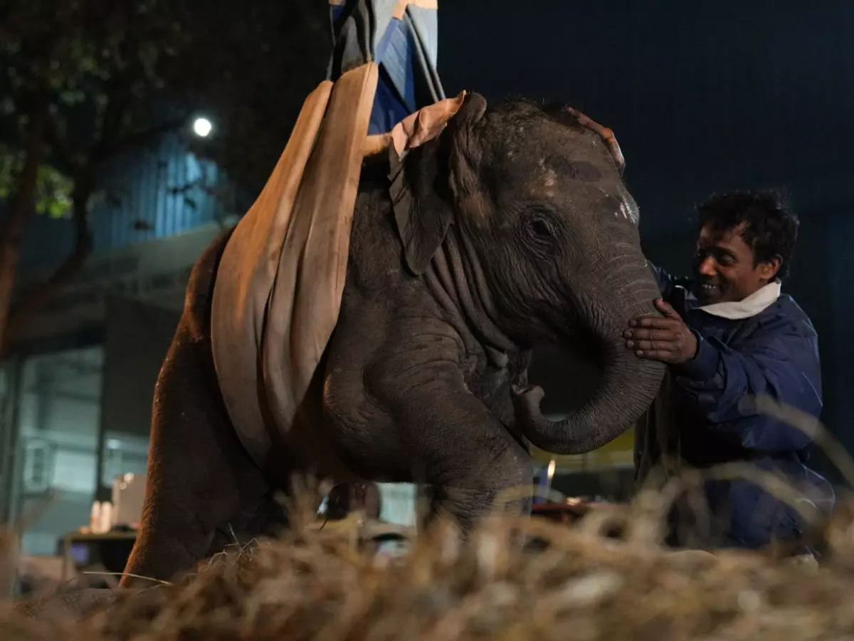 Injured Jumbo Calf Who Lost Its Mother Is Taking Baby Steps To New Life In India's First Elephant Hospital Indiatimes