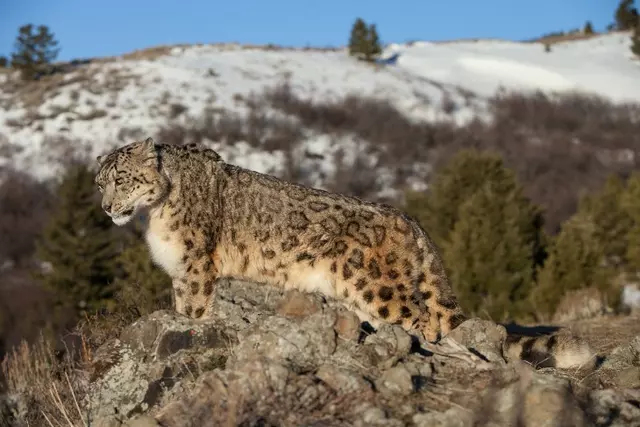 India Has 718 Snow Leopards, Ladakh Alone Home To 477, Finds First-Ever  Survey
