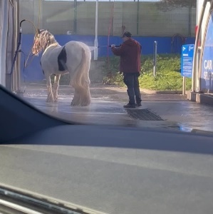 An animal lover takes an animal to a local car wash for a spa day