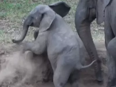 An Elephant Baby's Persistent Climb Up A Platform Has Gone Viral