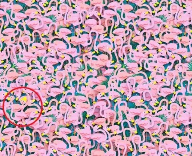 An Optical Illusion With High IQ Spot The Ballet Dancer In These Flamingos