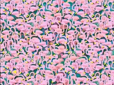 An Optical Illusion With High IQ Spot The Ballet Dancer In These Flamingos
