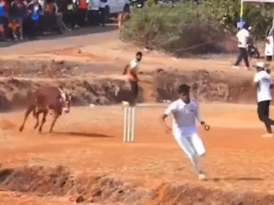 Bull Charges Through Local Cricket Match In Viral Video