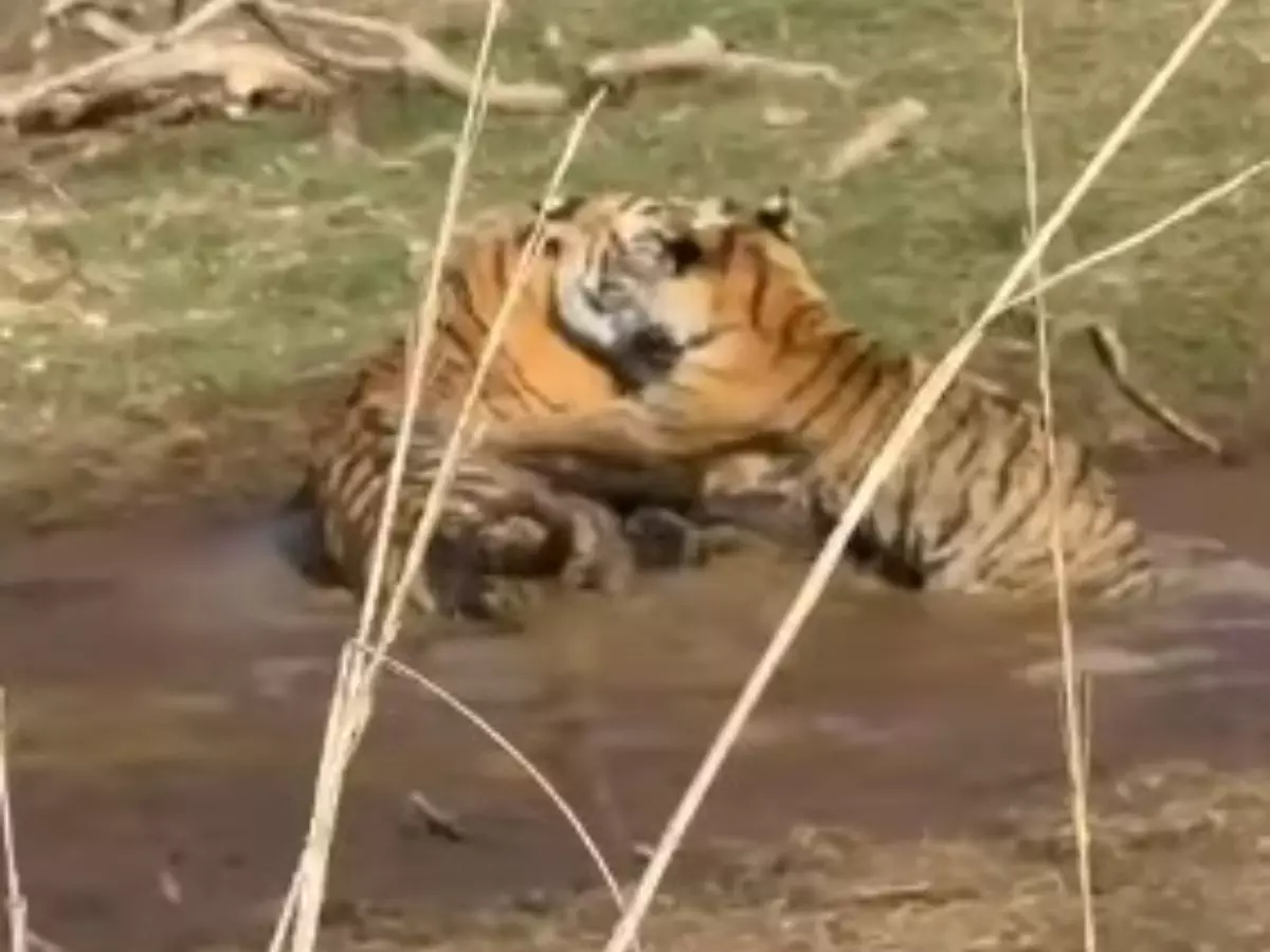 During A Family Splash Time At Ranthambore National Park, Tigress Riddhi Spends Some Time With The Cub