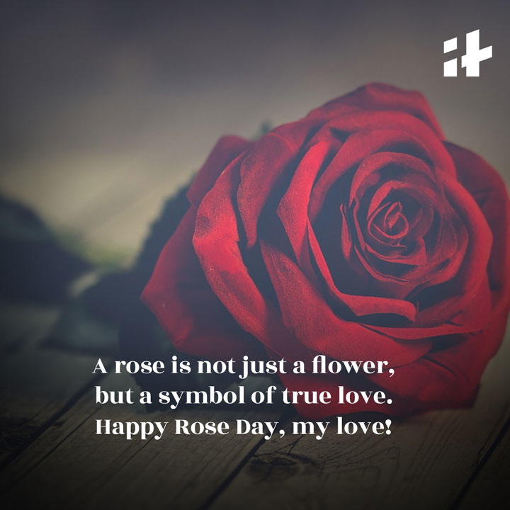 Happy Rose Day 2024 Wishes, Messages, SMS, Quotes, Images And WhatsApp