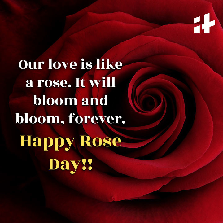 50+ Best Happy Rose Day 2024 Wishes, Quotes, And Romantic Whatsapp