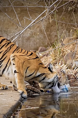 In Video, Tiger Is Seen Picking Up Plastic Bottle From Water Well, Leaving The Internet Speechless