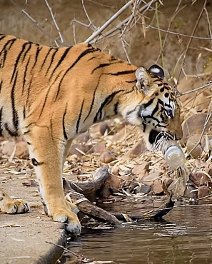 In Video, Tiger Is Seen Picking Up Plastic Bottle From Water Well, Leaving The Internet Speechless