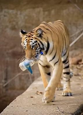 In Video, Tiger Is Seen Picking Up Plastic Bottle From Water Well, Leaving The Internet Speechless