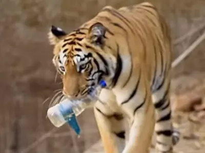 In Video, A Tiger Is Seen Picking Up A Plastic Bottle From The Waterhole, Leaving The Internet Speechless