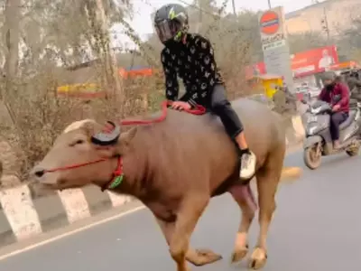 Internet Not Happy After Man With Helmet Rides Bull On Busy Street