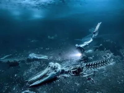 Man Captures 'Whale Bones' Underwater, Wins Prestigious Title  