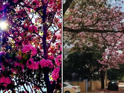 The City Of Bengaluru Is Covered In Pink Flowers, And X Users Shared Sweet Images