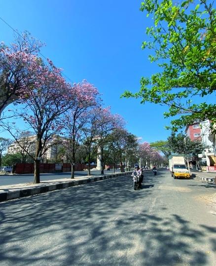 The city of Bengaluru is covered in pink flowers and X users shared sweet images