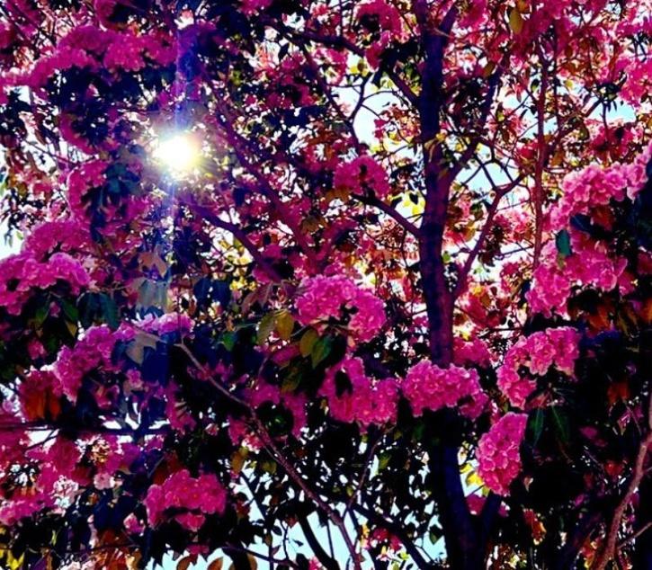 The city of Bengaluru is covered in pink flowers and X users shared sweet images