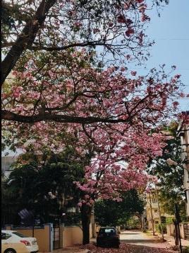 The city of Bengaluru is covered in pink flowers and X users shared sweet images