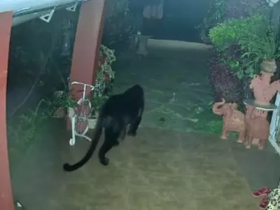 This Video Is Sure To Give You Goosebumps A Black Panther Enters A House Stealthily And Roams Around
