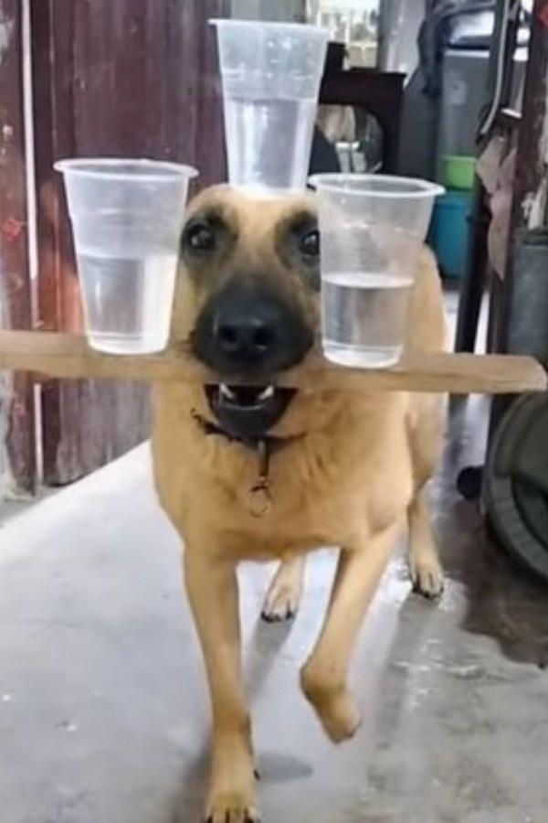 Video of dog balancing three glasses of water goes viral