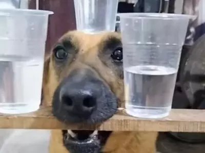 Video Of A Dog Balancing Three Glasses Of Water Goes Viral