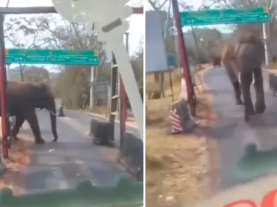 When A Bus Driver Stopped To Let An Elephant Cross A Street, The Internet Reacted By Saying Hathi Mera Saathi