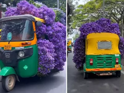 With Tabebuia Blooms Stuffed Inside Bengaluru's Auto Rickshaws Are A Work Of Art