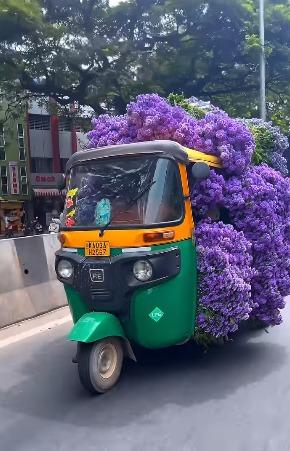 Stuffed with Tabebuia flowers in the interior of Bengaluru