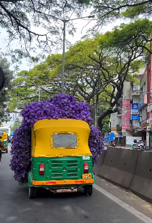 Stuffed with Tabebuia flowers in the interior of Bengaluru