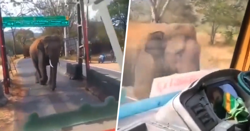 Elephant Comes Close To Bus While Crossing The Road, Watch How The Driver Reacts