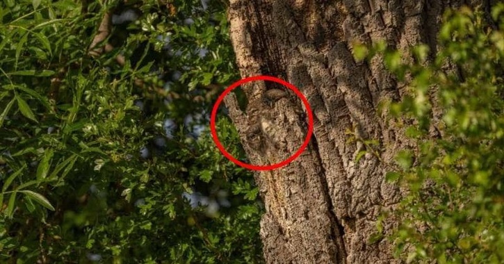 Find The 3 Hidden Owls In This Image Under 10 Seconds 