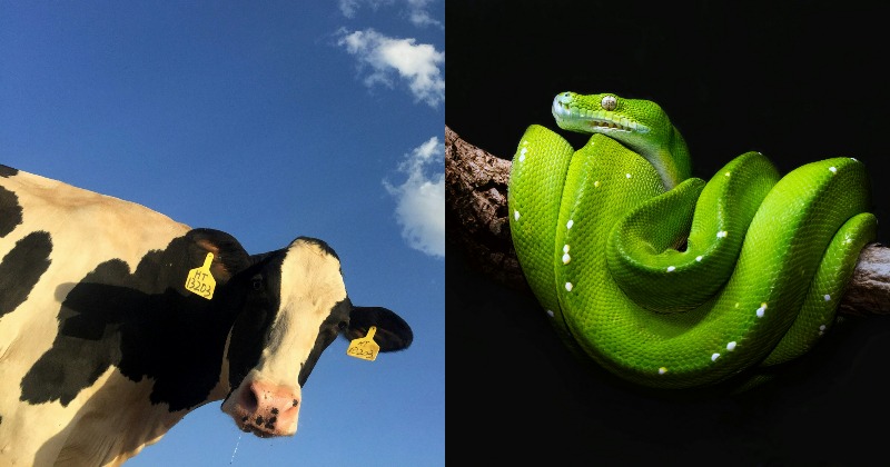 Cow Shockingly Eats 4-Foot Python In Ranchi; Owner, Vet Completely ...