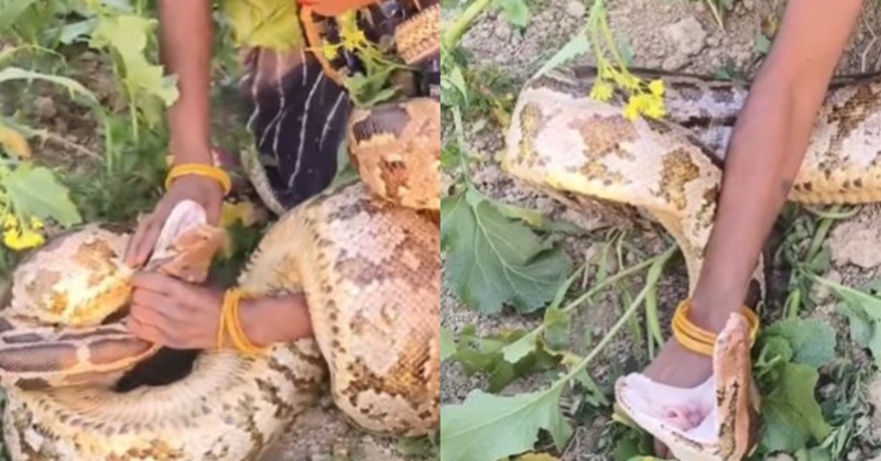 Woman Grips A Massive Python With Her Bare Hands & Netizens Say 'India ...