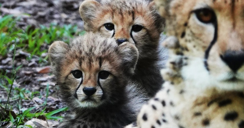 Great News For Project Cheetah As Three More Cubs Are Born In Kuno ...