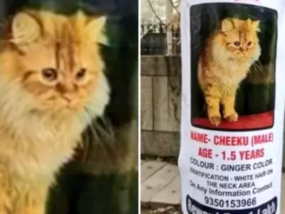 A Couple In Noida Is Offering A Cash Reward Of Rs 1 Lakh For The Return Of A Missing Persian Cat